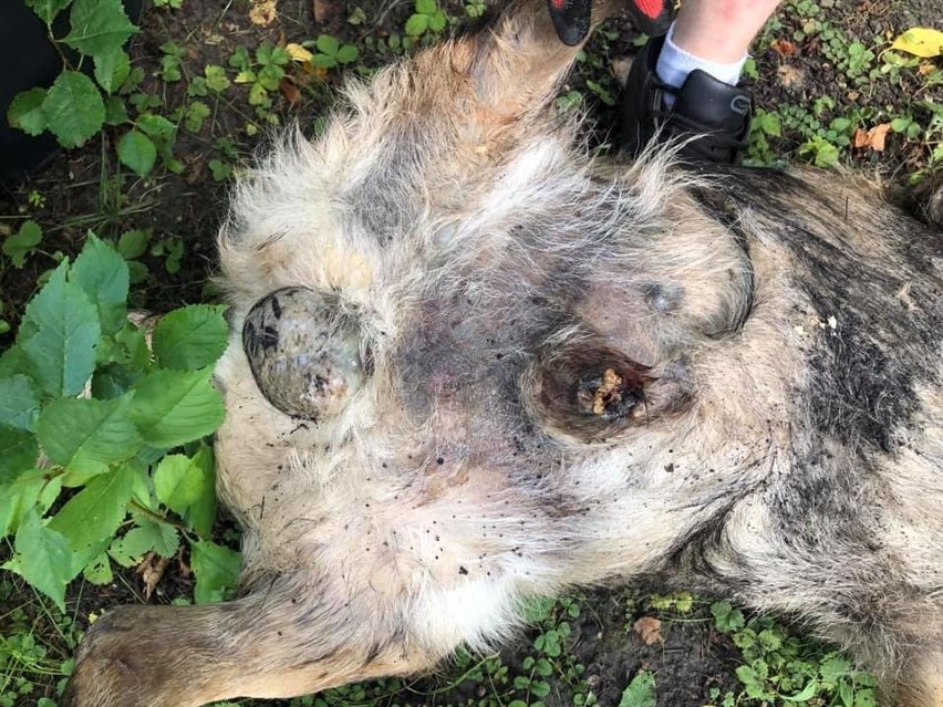 Pobity martwy pies znaleziony we Wrocławiu - szukamy sprawcy, pomóżcie! [DRASTYCZNE ZDJĘCIA]