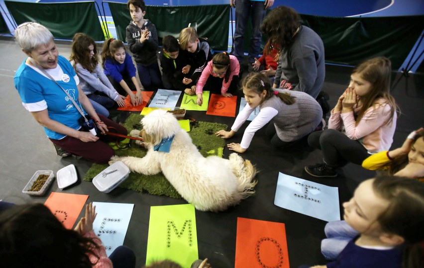 Chorzów: Pokazy pracy psów terapeutycznych oraz warsztaty z czworonogami ZDJĘCIA