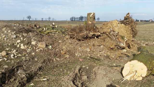 Niewielkie zagajniki drzew oraz krzewów rosły na polach i miedzach pod Strzelcami Opolskimi od dziesiątek lat, a zostały wycięte zaledwie w dwa miesiące tego roku.