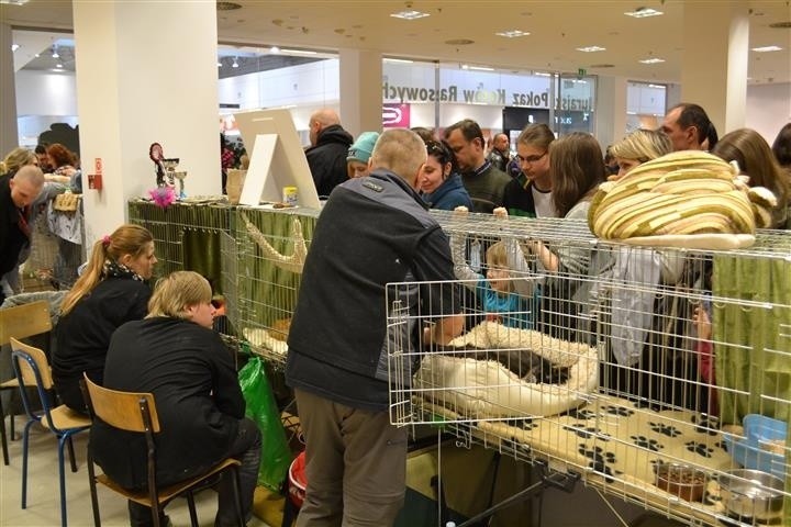 Kocie pięnoości przyjechały do Częstochowy na V Jurajski...