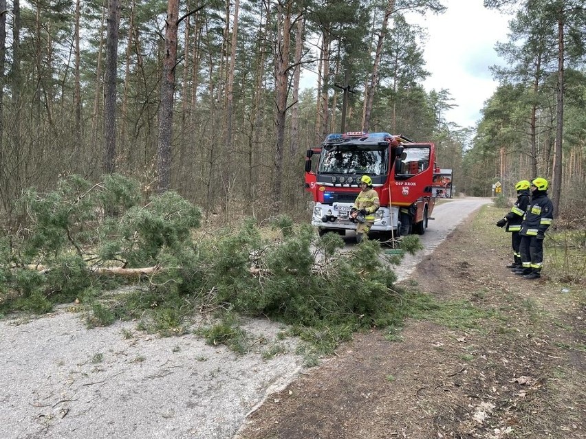 Silny wiatr w regionie. Strażacy usuwali drzewa powalone przez silny wiatr, który pojawił się z 17 na 18.02.2023