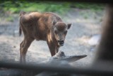 Narodziny  w łódzkim zoo. Młode u żubrów, danieli i kaczek