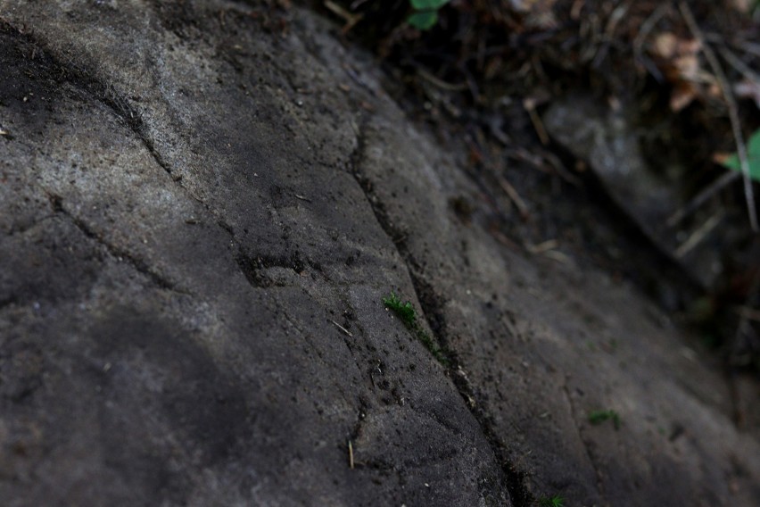 Piwniczna-Zdrój. Tajemnicze głazy z inicjałami w lesie na Kicarzu. Natknęli się na nie grzybiarze. Są podejrzenia, że to może być cmentarz
