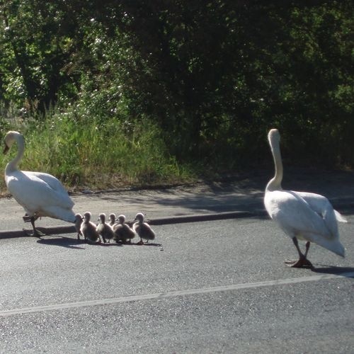 Łabędzie przechodzące przez ulicę Portową.