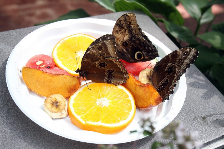 Egzotyczne motyle w łódzkiej Palmiarni [zdjęcia]