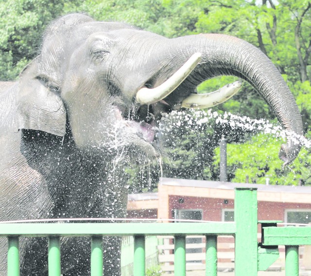 Thisiam miał opuścić chorzowskie zoo już kilka lat temu. W końcu pojedzie do Szwajcarii