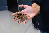 Wystawa żywych pająków i skorpionów w Centrum Wystawienniczo-Kongresowym w Opolu [ZDJĘCIA]