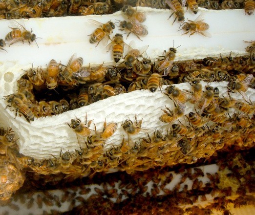 Pszczelarze twierdzą,  że największym zagrożeniem dla ich pasiek są opryski i modyfikowane genetycznie nasiona