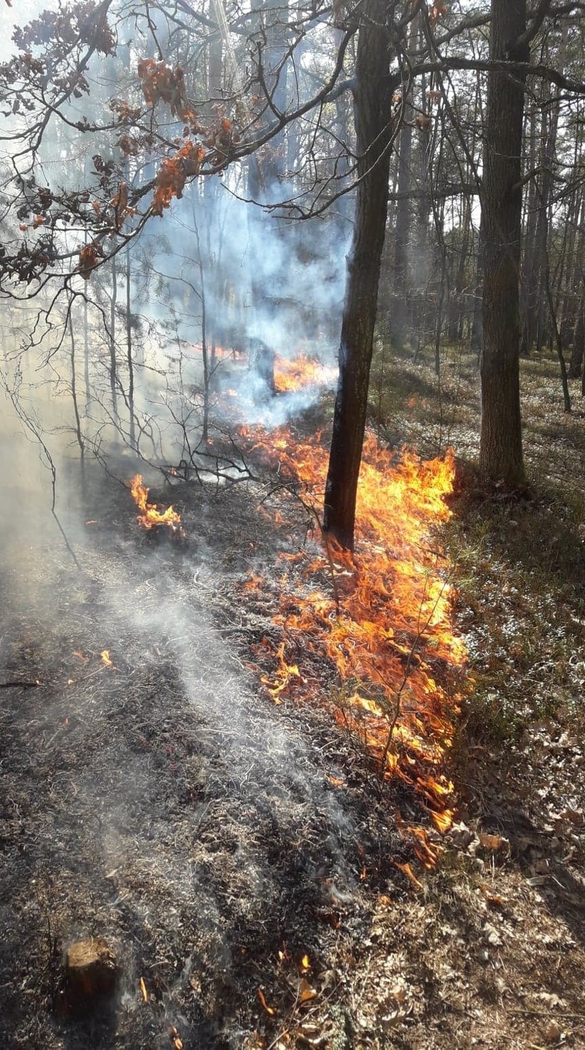 Wielki pożar w Puszczy Kozienickiej. W płomieniach stanęło 5 hektarów lasu. To było podpalenie? (zdjęcia, wideo)
