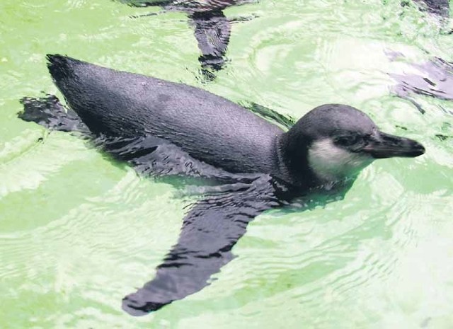 Mały pingwinek już nie jest bezimienny. Sopelka można oglądać od poniedziałku do piątku w zoo Eberswalde w godzinach od 9 do 16.