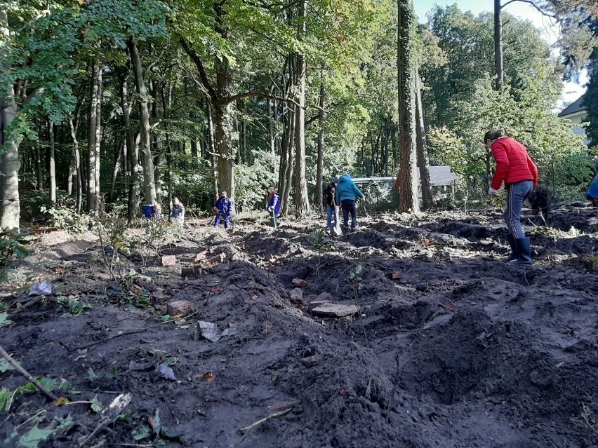 Tysiąc nowych drzew przy jeziorze Głębokim w Szczecinie. Uczniowie pomogli leśnikom. ZDJĘCIA