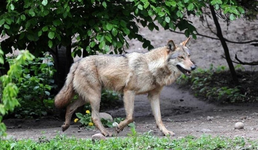 Co z wilkami w Polsce? Pełna ochrona czy trzeba je zabijać? Populacja drapieżników rośnie, rosną też odszkodowania za straty w hodowlach