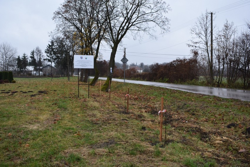 Drzewa miododajne rosną już na terenie gminy Opatowiec. W Rogowie posadzono 40 sztuk sadzonek lipy drobnolistnej