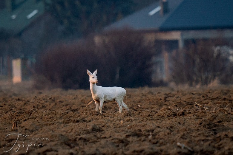 Niezwykła sarna albinos sfotografowana w poddębickim lesie.