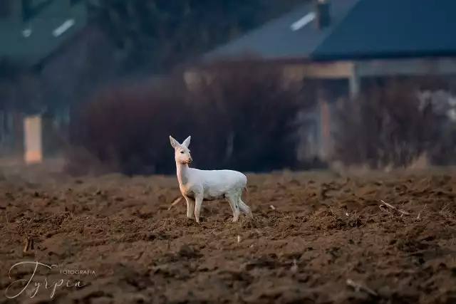 Niezwykła sarna albinos sfotografowana w poddębickim lesie.