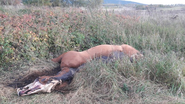 Konia porzucono na jednym z pól w Radlinie, gmina Górno.