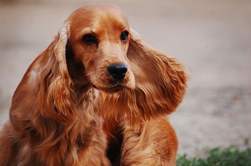 Cocker spaniel...