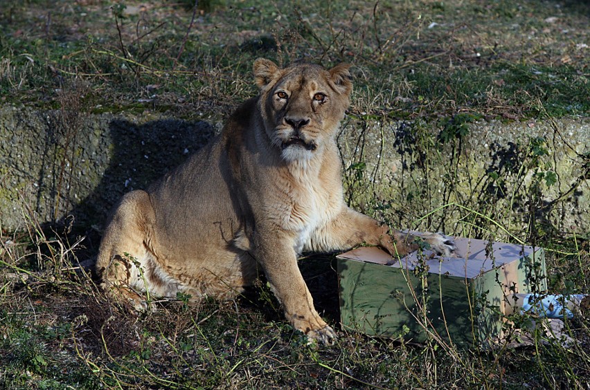 Łodzianie mogą podarować własnoręcznie wykonany gadżet mieszkańcom zoo