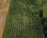 POLE Wiżajny to nowa atrakcja turystyczna województwa podlaskiego. Labirynt z kukurydzy zmienia swoje ścieżki (zdjęcia)