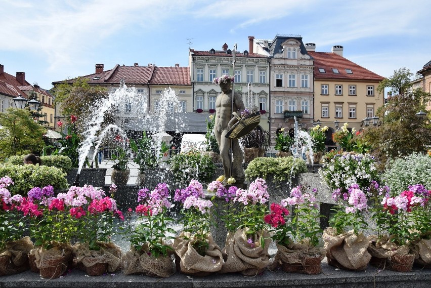 Rynek w Bielsku-Białej tonie w kwiatach. Wygląda...