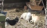 Przerażające! Psy próbowały rozszarpać owcę z żywej szopki w Kałkowie (FILM)