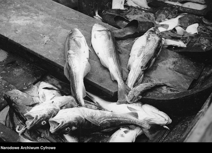 Łódź rybacka, widoczne ryby na łodzi, 1937 rok
