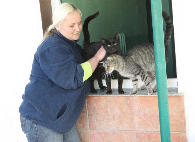 W schronisku są 52 koty, ale przechodzą kwarantannę i nie można ich adoptować.