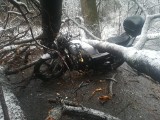Groźny wypadek w Sopotni Małej. Drzewo spadło na... przejeżdżający motocykl. Poszkodowane osoby trafiły do szpitala