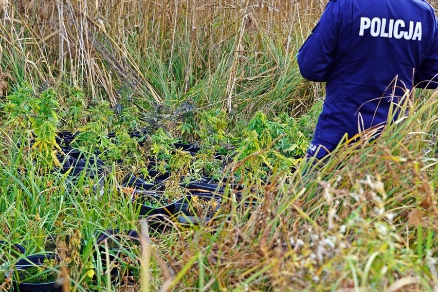 23 kg marihuany pod Łomżą. Cztery osoby z zarzutami za narkotyki warte ponad milion złotych (zdjęcia)