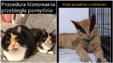 Dzień Kota. Te czworonogi rządzą w internecie. Oto najlepsze MEMY o kotach. Zobacz
