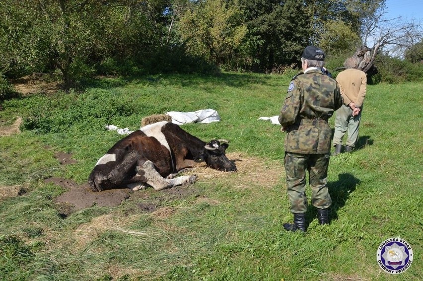 Krowa przez wiele dni leżała na polu. Musiała zostać uśpiona