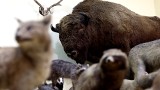 Lublin. Żubr, małpy, szczęki hipopotama i nie tylko. Muzeum Zoologiczne UMCS świętuje 75-lecie istnienia