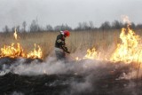 40 wyjazdów strażaków we Wrocławiu i okolicach. Co drugi z powodu płonących traw