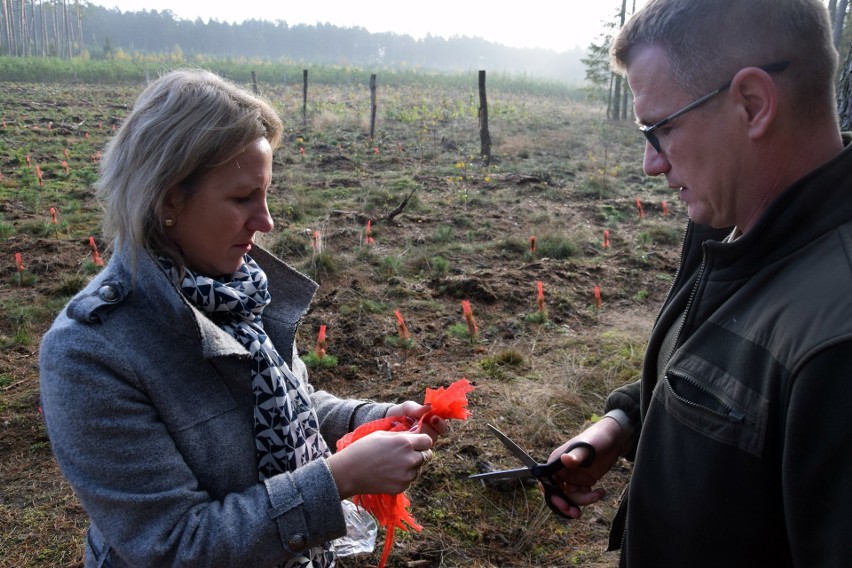 Drzewa dają życie – wspólny projekt SP w Dretyniu i Nadleśnictwa Dretyń (wideo, zdjęcia) 