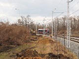 Rzeź forsycji przy ul. Maratońskiej. Dlaczego ozdobne krzewy przeszkadzają kolejarzom?!