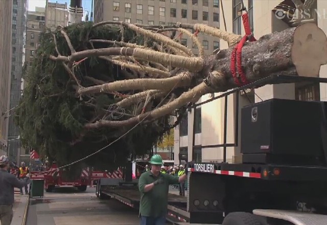26-metrowa choinka stanęła w Nowym Jorku, na słynnym placu w Rockefeller Center. Drzewo waży 13 ton