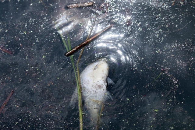 Przypomnijmy, że pierwsze odniesienia o śniętych rybach pojawiły się pod koniec lipca. Od tamtej pory najintensywniejsze działania prowadzą wędkarze i Polski Związek Wędkarski