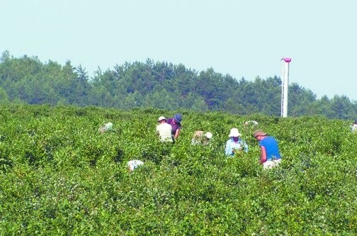 Na borówkowej plantacji rodziny Wilczewskich w miejscowości Słoja koło Szudziałowa