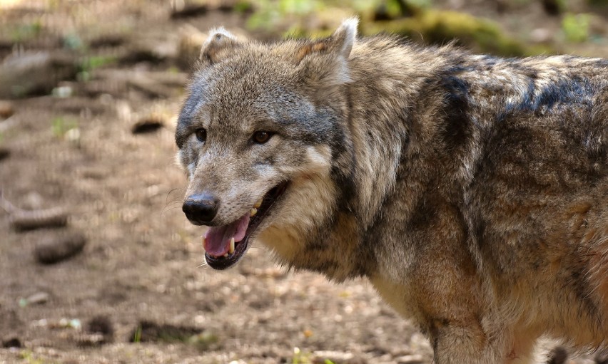 Turyści zgubili się w Biebrzańskim Parku Narodowym. Wystraszyli się wilków. Trwała akcja poszukiwawcza