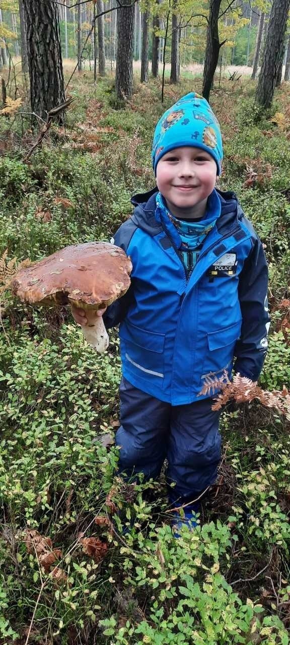 7-letni Miłosz Gordzielik z Zakrzowa Turawskiego znalazł w okolicznym lesie ogromnego prawdziwka, czyli borowika szlachetnego