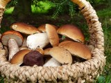10 rzadkich jadalnych grzybów, które możesz spotkać w polskich lasach