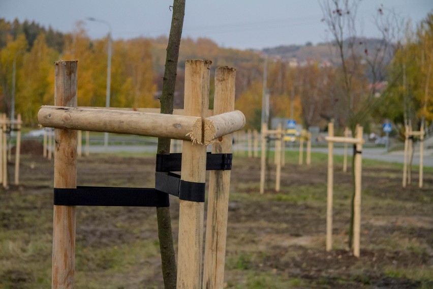 Nowe drzewa i krzewy we Wrocławiu