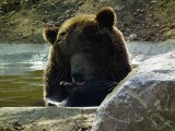 Niedźwiedziarnia w Poznaniu wkrótce zacznie się powiększać [ZDJĘCIA]