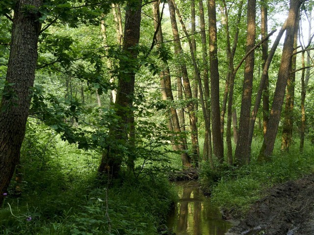 Rezerwat Góra Sieradowska