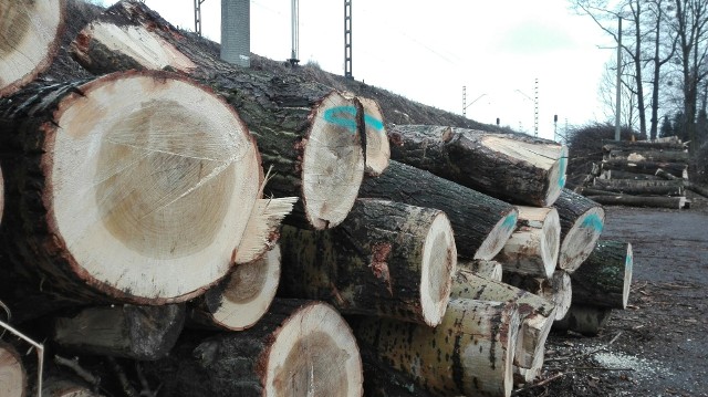 Rybnik: Wycięto dziesiątki starych drzew przy torach na Piaskach