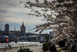 Pierwszy weekend wiosny na Pomorzu. Chłód, chmury i opady