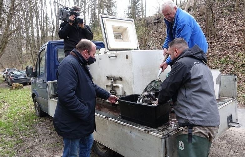 Trwa zarybianie dolnośląskich rzek pstrągiem potokowym.