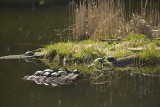 Żółwie błotne w arboretum w Bolestraszycach niedaleko Przemyśla [ZDJĘCIA]