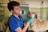 Historia psa Bajo poruszyła wiele osób w całej Polsce. Weterynarze z Przemyśla podjęli próbę jego leczenia [ZDJĘCIA, WIDEO]