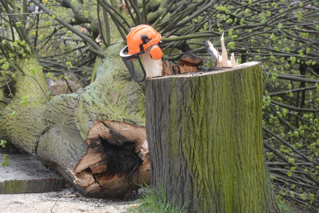 Jak nas poinformował pracownik urzędu gminy, wydano pozwolenie na wycięcie 33 świerków i dwóch brzóz. Według właściciela działki wycięto około 50 drzew, w tym również 30-letnie modrzewie. (zdjęcie ilustracyjne)